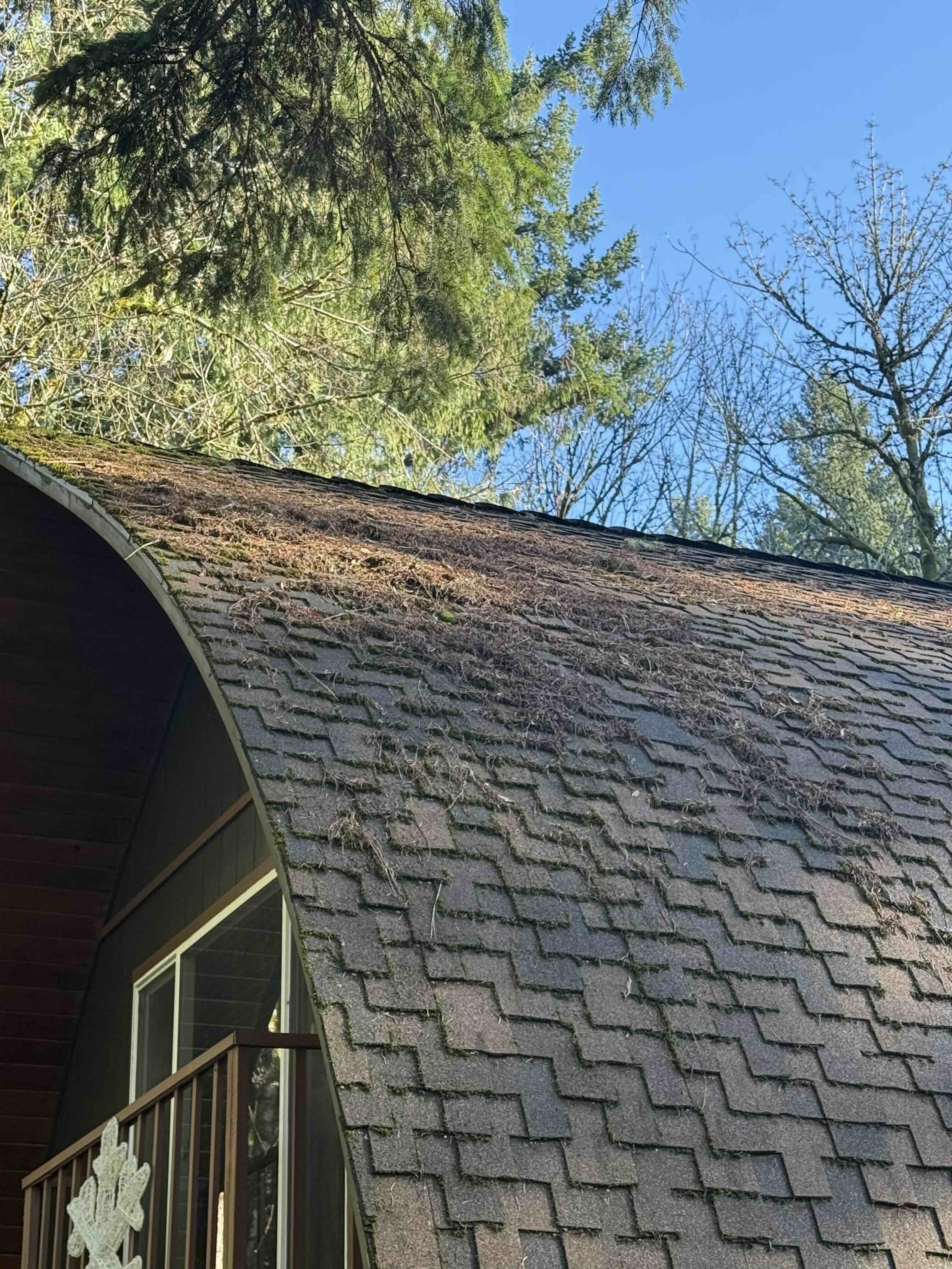 roof covered in pine needles and dark algae Hillsboro Oregon.jpg
